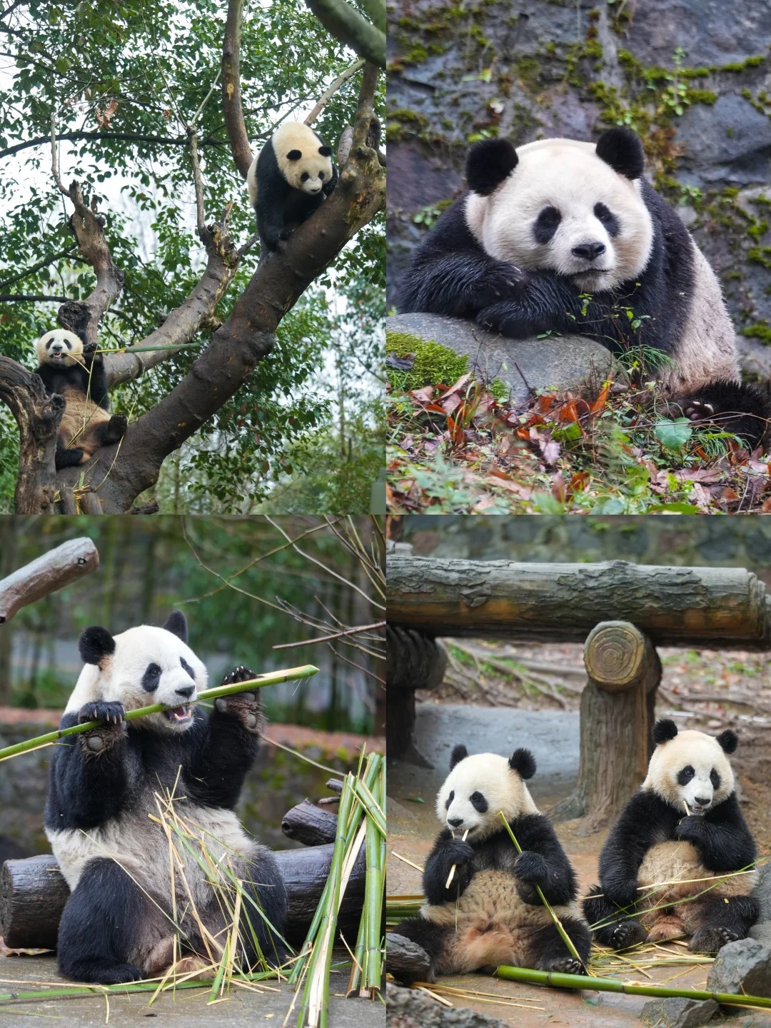 Chengdu Research Base of Giant Panda Breeding photo 4