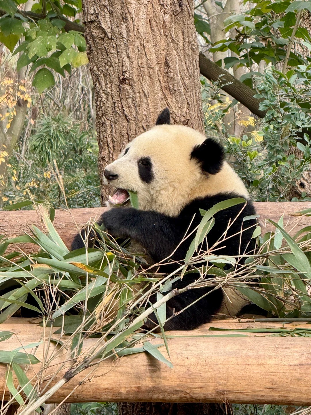 Chengdu Research Base of Giant Panda Breeding photo 2
