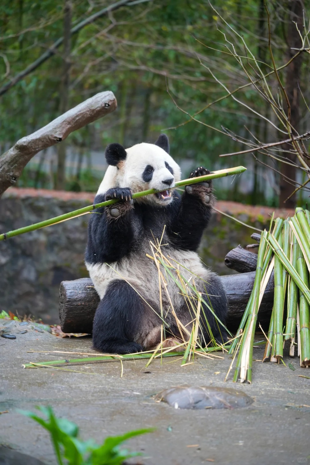 Chengdu Research Base of Giant Panda Breeding photo 5